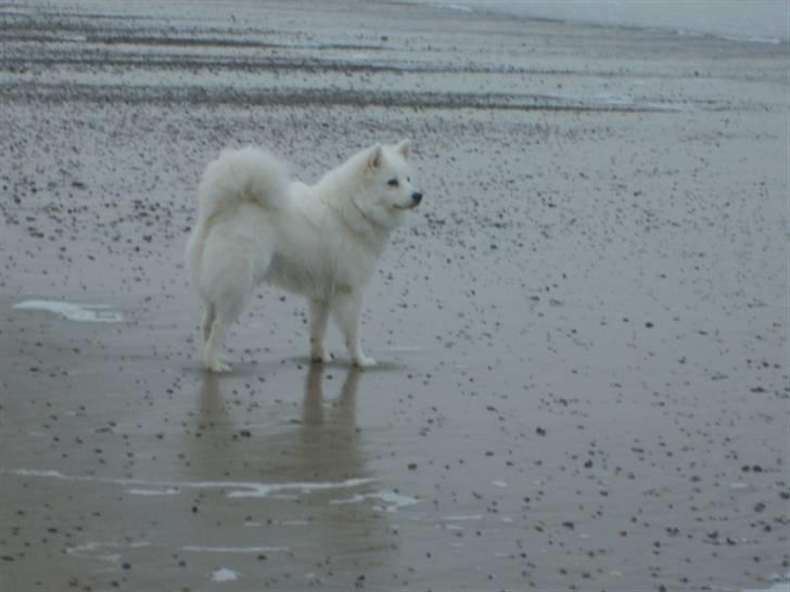 Japansk spids Basse - hvor er havet bare stort billede 11