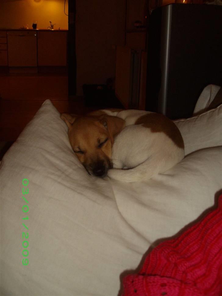 Jack russell terrier Aristo billede 9