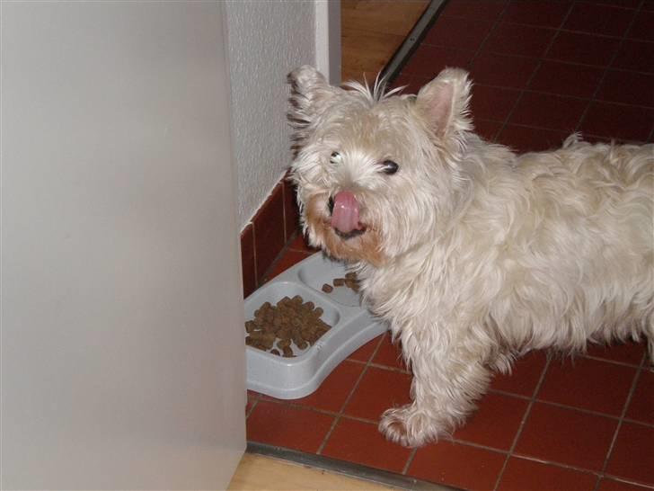 West highland white terrier Mille - uummm lækkert med noget at spise. billede 1