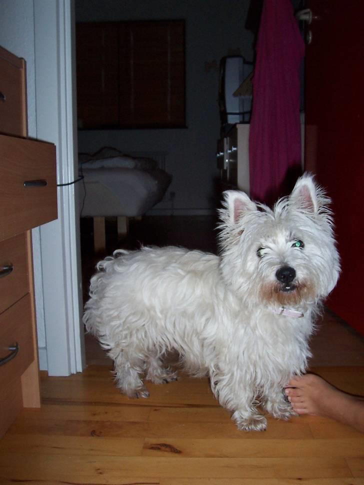 West highland white terrier Mille billede 2