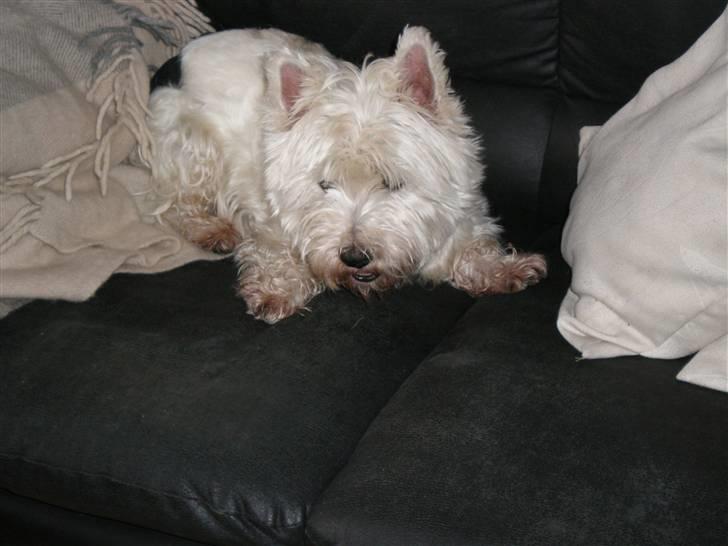 West highland white terrier Mille - Er jeg ikke bare fræk? Nu vil jeg bare lege billede 3