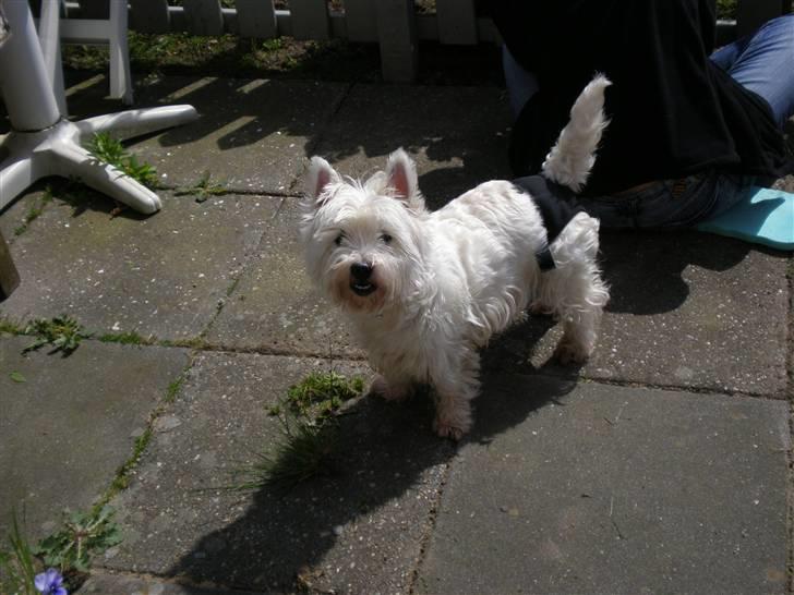 West highland white terrier Mille billede 4
