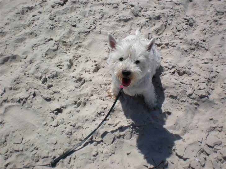 West highland white terrier Mille - Det er bare så hyggeligt at være på stranden. billede 5