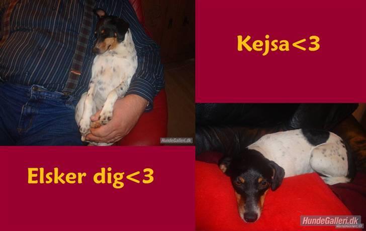Dansk svensk gaardhund kejsa ( min morfars ) - her står kejsa elsker dig forevigt og altid ! <3 billede 12