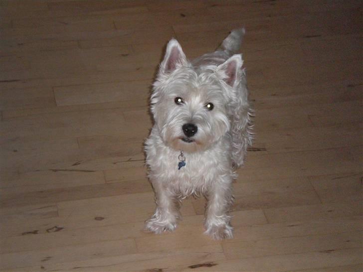 West highland white terrier Zaki billede 1