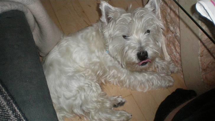 West highland white terrier Zaki billede 2