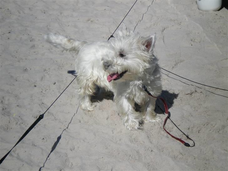 West highland white terrier Zaki - Jeg er bare så vild med at lege i sandet. billede 3