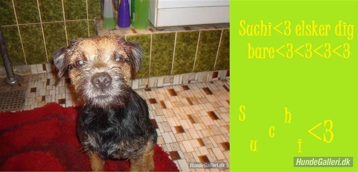 Border terrier Dalshøj´s suchi - her står der suchi elsker dig =) billede 6