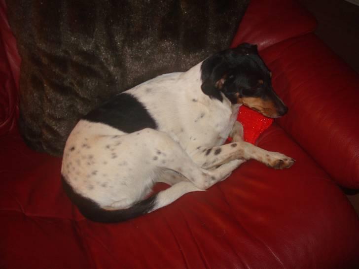 Dansk svensk gaardhund kejsa ( min morfars ) - Kejsa =D billede 13