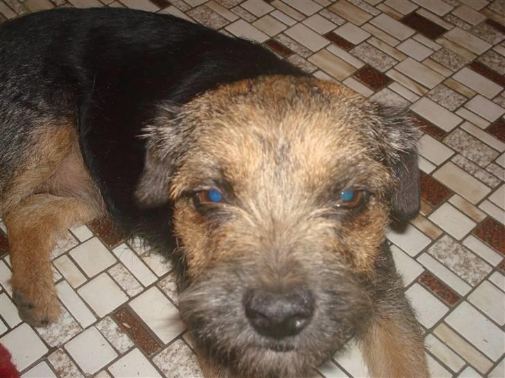 Border terrier Dalshøj´s suchi - så har jeg taget nye billeder af suchi i går  hun er blevet ældre C: billede 7