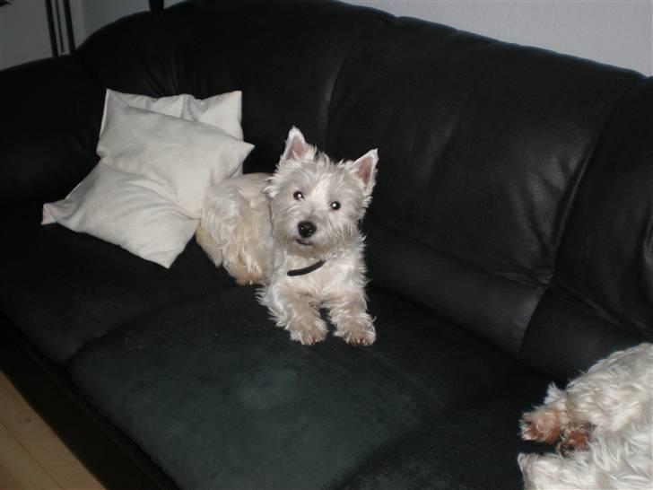 West highland white terrier Zaki billede 4