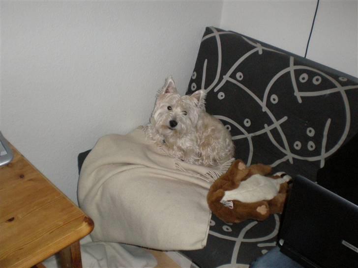 West highland white terrier Zaki billede 5