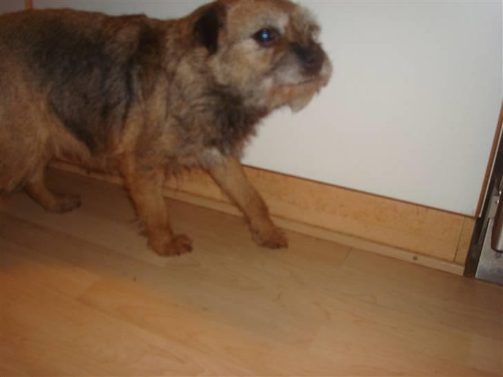 Border terrier Dalshøj´s Little Hot Lady  - molly løber =) billede 4