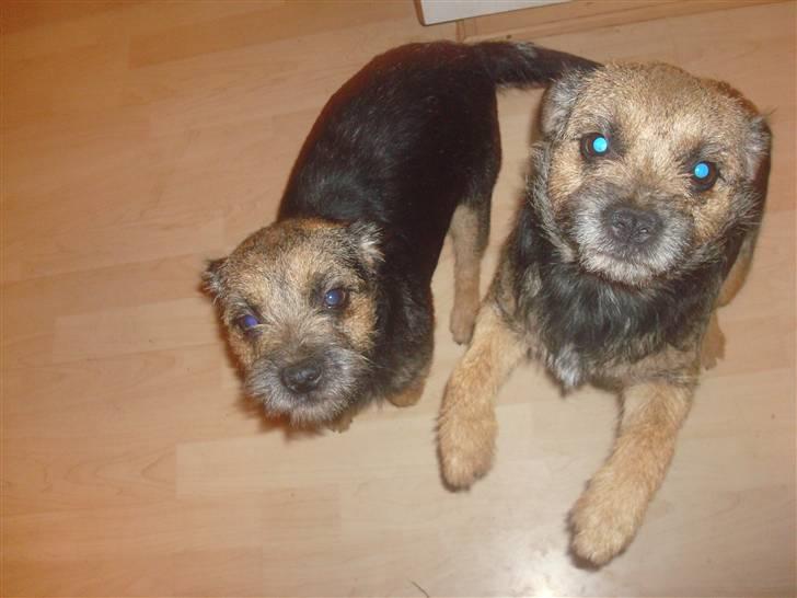 Border terrier Dalshøj´s Tikki - hun er helt til højre  billede 10