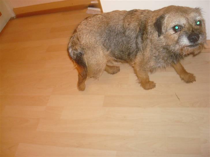 Border terrier Dalshøj´s Little Hot Lady  billede 5