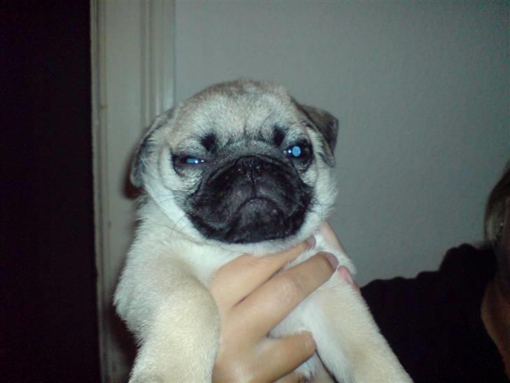 Mops czarli billede 10