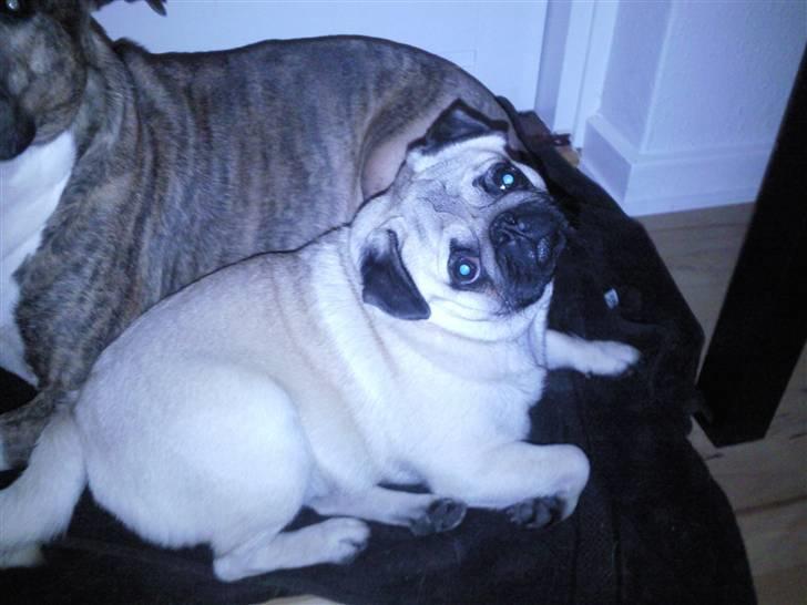 Mops czarli billede 11