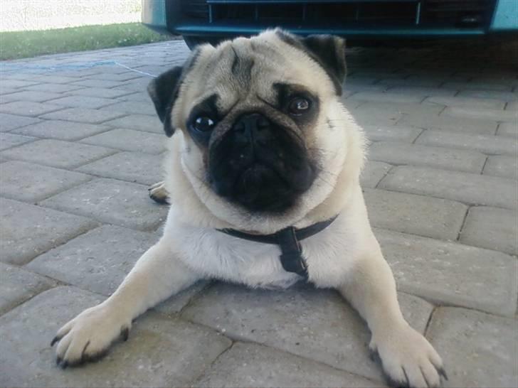 Mops czarli billede 12