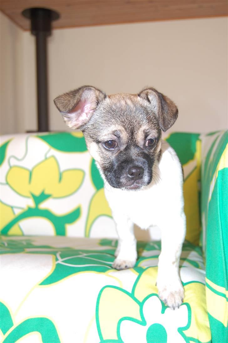 Blanding af racer Trixie <3 SOLGT :') - Vores dejlige Trixie pige <3 Det er egentlig min kæreste´s hund. Jeg købte dem, og forærede ham hende i fødselsdag/julegave (: <3 billede 1