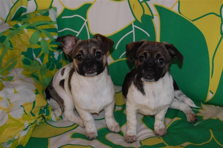 Blanding af racer Trixie <3 SOLGT :') billede 2