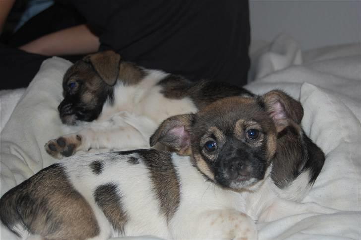 Blanding af racer Trixie <3 SOLGT :') billede 5