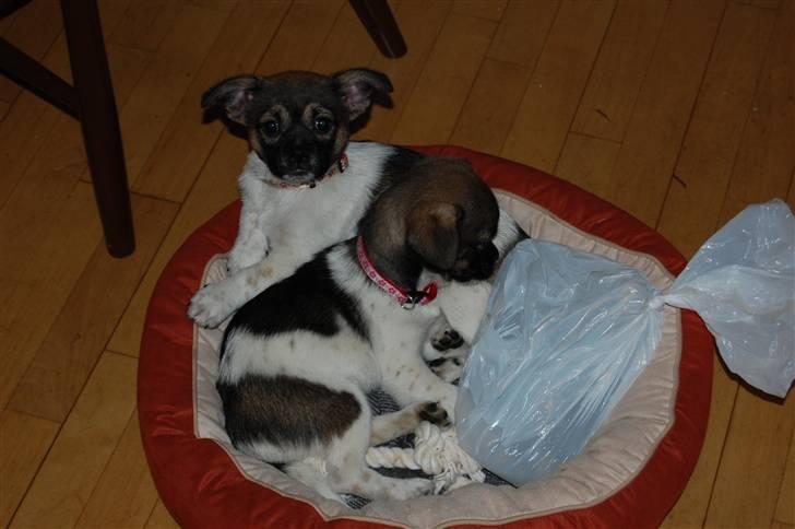 Blanding af racer Trixie <3 SOLGT :') billede 6