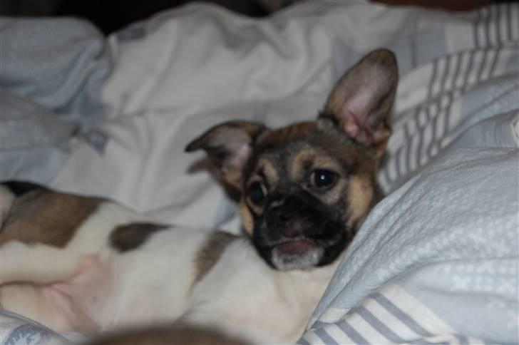 Blanding af racer Trixie <3 SOLGT :') billede 7