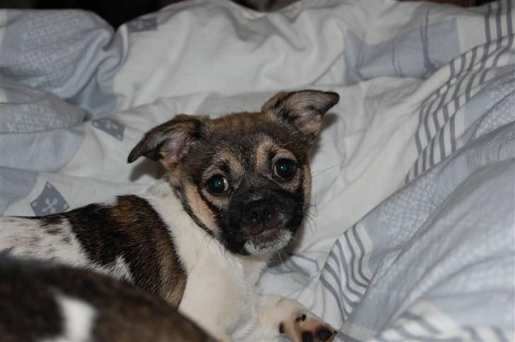 Blanding af racer Trixie <3 SOLGT :') billede 8