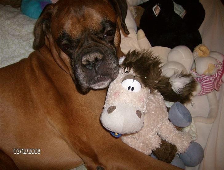 Boxer czantoz R.I.P ;(  billede 6