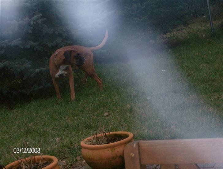 Boxer czantoz R.I.P ;(  billede 7