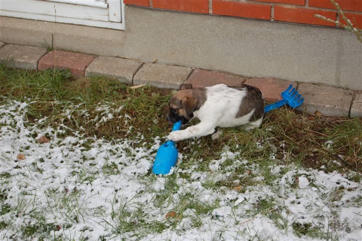 Blanding af racer Trixie <3 SOLGT :') billede 10