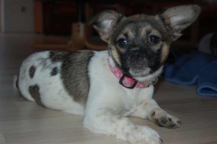 Blanding af racer Trixie <3 SOLGT :') billede 11