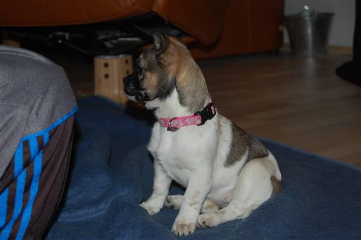 Blanding af racer Trixie <3 SOLGT :') billede 12