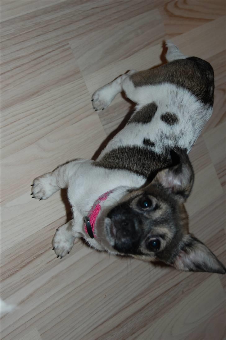 Blanding af racer Trixie <3 SOLGT :') billede 13