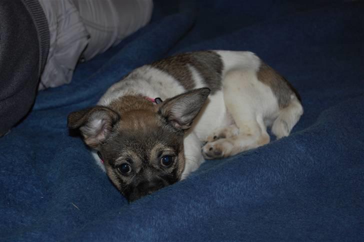 Blanding af racer Trixie <3 SOLGT :') billede 14