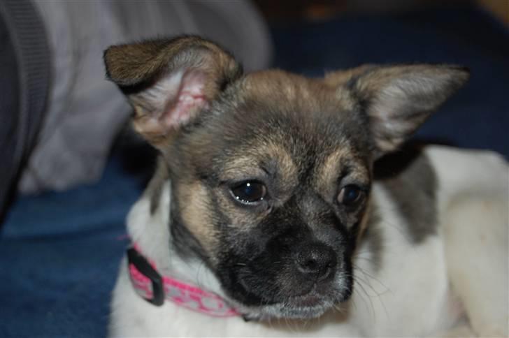 Blanding af racer Trixie <3 SOLGT :') billede 15