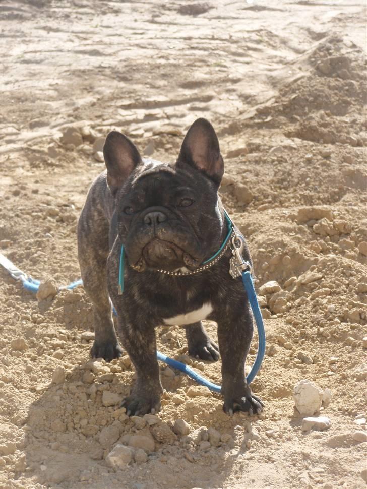 Fransk bulldog Albert billede 8