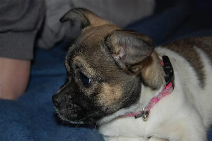 Blanding af racer Trixie <3 SOLGT :') billede 16