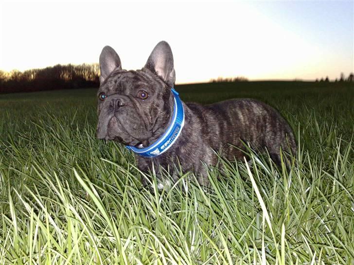 Fransk bulldog Albert billede 9