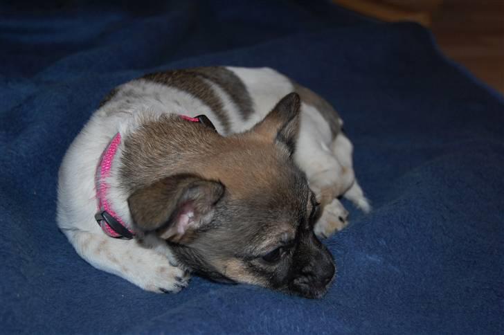 Blanding af racer Trixie <3 SOLGT :') billede 17