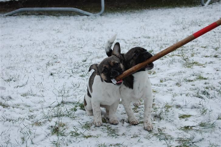 Blanding af racer Trixie <3 SOLGT :') billede 18