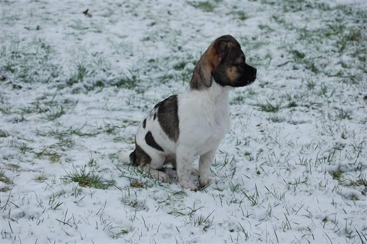 Blanding af racer Trixie <3 SOLGT :') billede 19