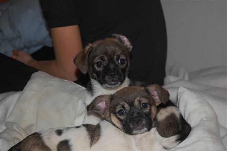 Blanding af racer Cassie <3 billede 2