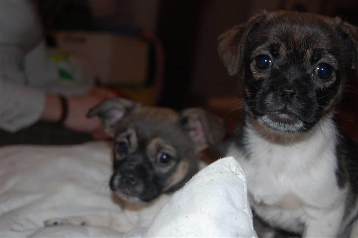 Blanding af racer Cassie <3 billede 3