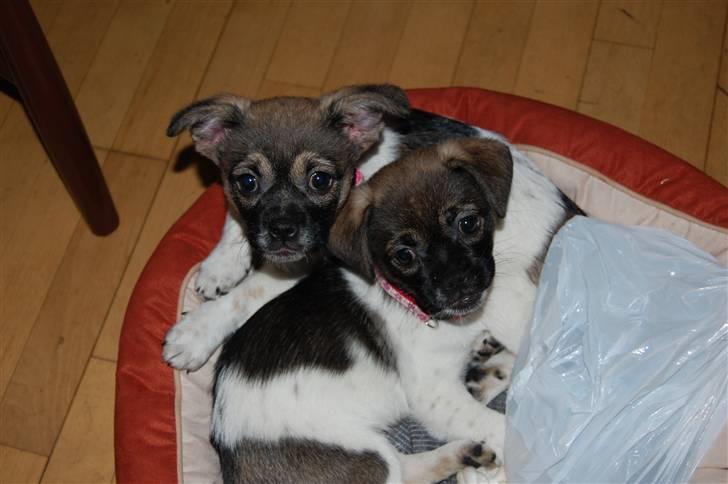 Blanding af racer Cassie <3 billede 4