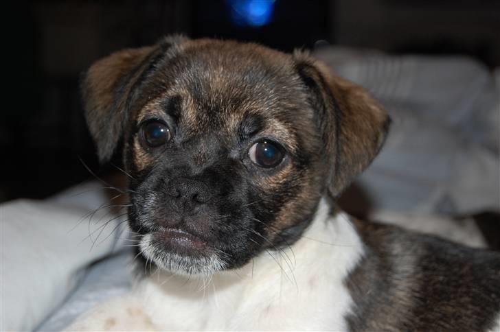 Blanding af racer Cassie <3 billede 5