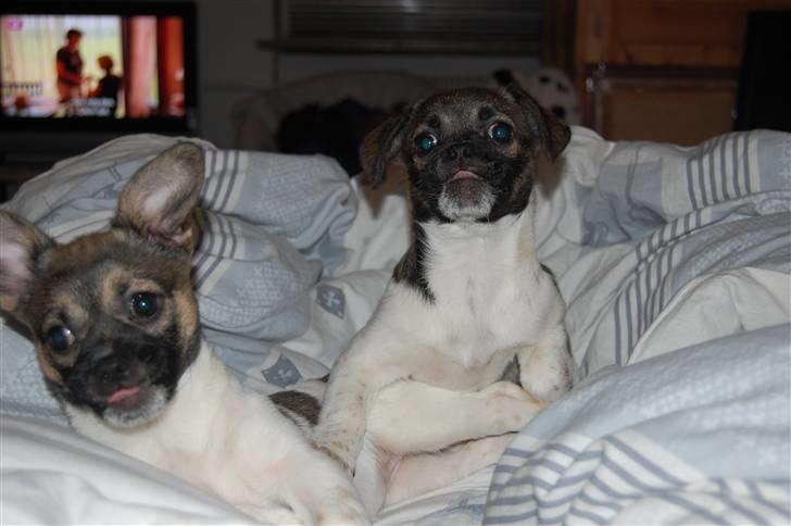 Blanding af racer Cassie <3 billede 6