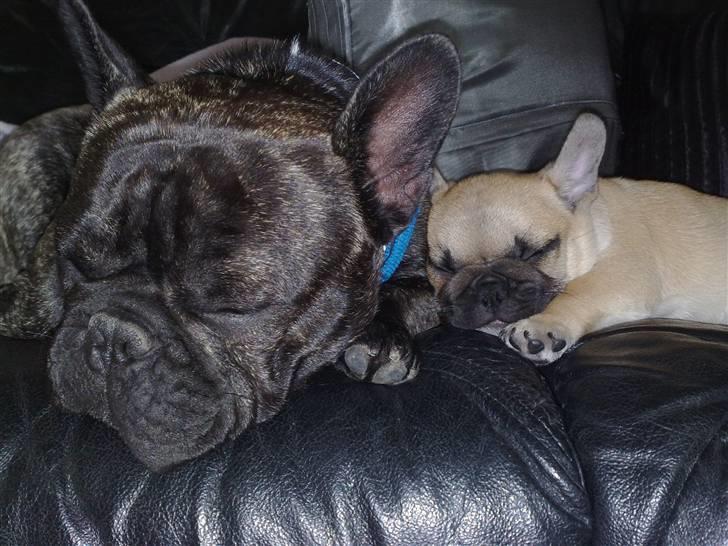 Fransk bulldog Albert - Albert og Carlo hygger <3 billede 10