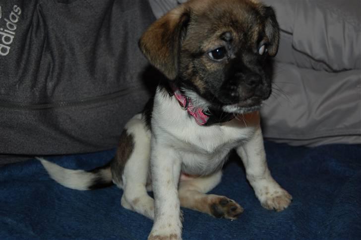 Blanding af racer Cassie <3 billede 7