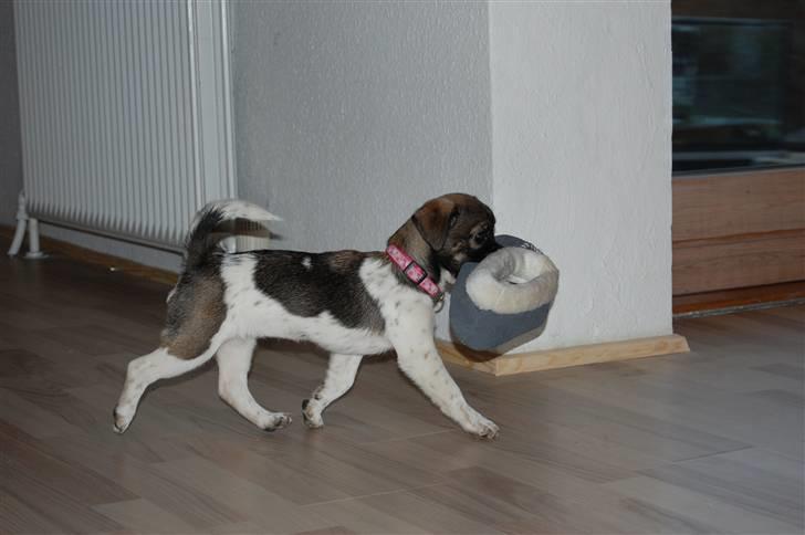 Blanding af racer Cassie <3 billede 9